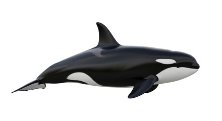 Isolated Killer whale or orca predator, a large marine mammal or cetacean on white