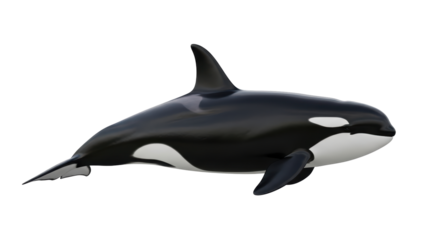 Isolated Killer whale or orca predator, a large marine mammal or cetacean on white
