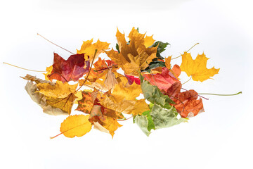 Autumn Leaf Pile Isolated, Colored Autumn Tree Leaves Set, Yellow Orange Green Foliage, Fall Leaf Collection on White Background Side View