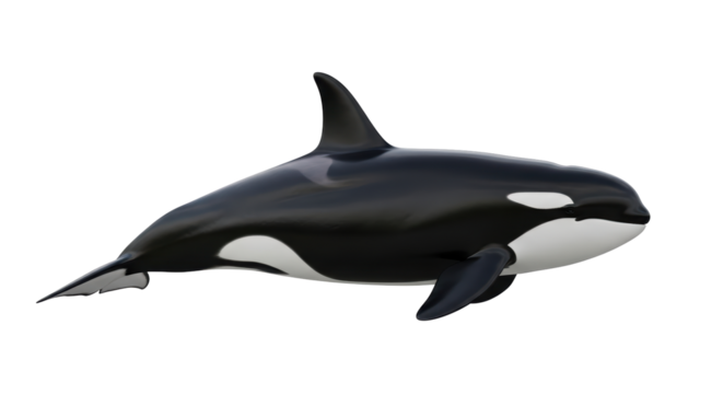 Isolated Killer whale or orca predator, a large marine mammal or cetacean on white