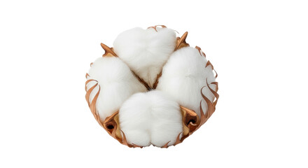 Isolated boll of cotton plant ready to use in textile industry and in design. Closeup