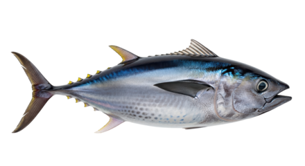 Isolated yellowfin tuna swimming, close-up of whole fresh raw fish, silver skin and blue back