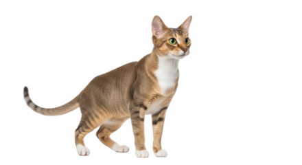 Isolated Abyssinian cat looking away with green eyes in studio, animal on blank backdrop
