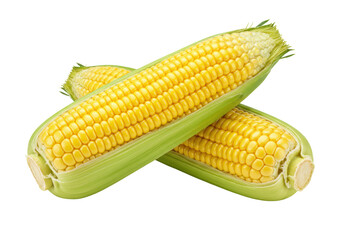 Isolated fresh ears of corn, raw sweetcorn cobs, maize on the cob, healthy food ingredient