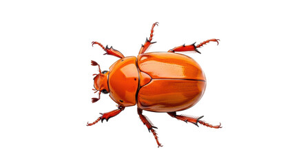 Isolated orange Japanese beetle, garden pest, close up view, insect with six legs, side view
