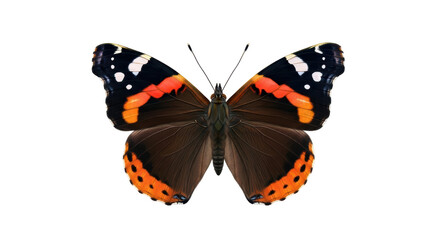 Isolated Red Admiral butterfly with open wings, beautiful insect and nature concept