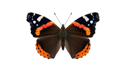 Isolated Red Admiral butterfly with open wings, beautiful insect and nature concept