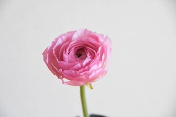 ピンクのラナンキュラス