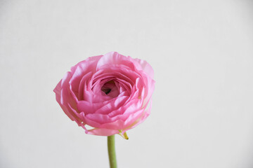 ピンクのラナンキュラス