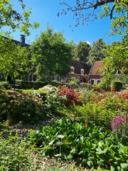 Blooming cottage garden with flowers and trees under blue sky