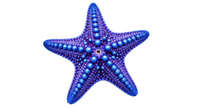 Isolated Knobbed Starfish, decorative sea star with rounded blue nodules, marine life art