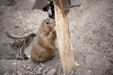 Prairie dog peeling tree bark