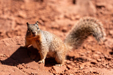 Squirrel at the Grand Canyon, Arizona, USA