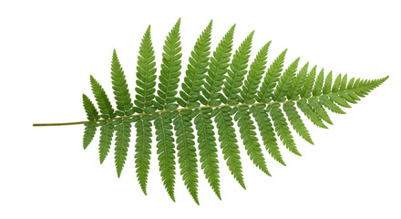 Isolated Green Fern Frond, a Polypodiopsida Plant with Pinnate Leaves for Decoration, Design