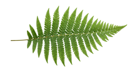Isolated Green Fern Frond, a Polypodiopsida Plant with Pinnate Leaves for Decoration, Design