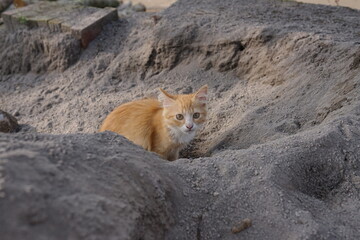 Ginger Kitten Hiding in Sand A Playful Portrait