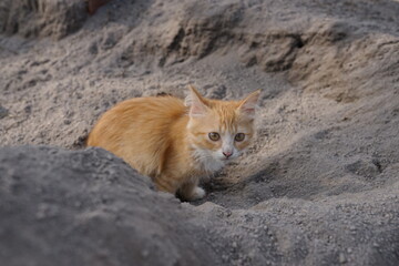 A small ginger kitten with big eyes sits cautiously in a large pile of gray sand