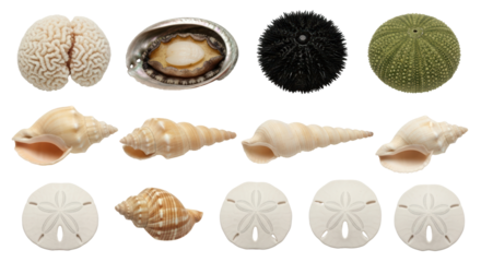 Isolated Marine Life Collection of Various Seashells, Urchins and Coral Brain Piece on Display