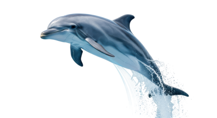 Isolated bottlenose dolphin jumping out of water with splash in air; marine life mammal