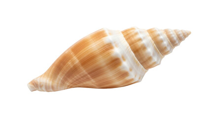 Isolated sea shell, tropical ocean treasure, natural souvenir of the beach, summer vacation