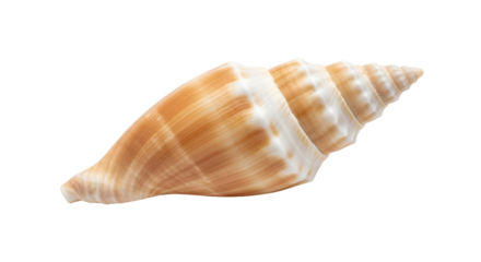 Isolated sea shell, tropical ocean treasure, natural souvenir of the beach, summer vacation