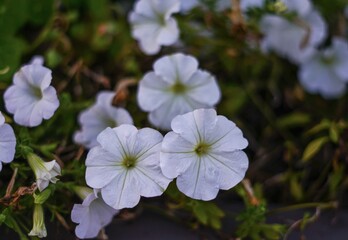 Close-up of Delicate White Petunia Flowers in Full Bloom