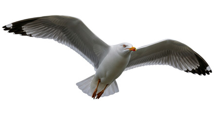 Isolated seagull in flight with spread wings close-up, bird soaring on sky in wildlife aerial shot