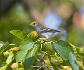 Chestnut-Sided Warbler