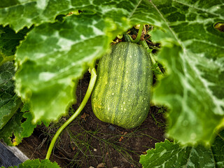 Green squash growing among large leaves in a garden setting during daytime in summer