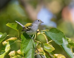 Chestnut-Sided Warbler