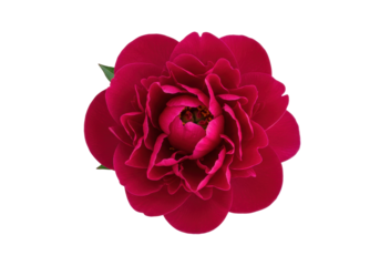 Isolated closeup of beautiful dark pink Camellia flower bloom, petals and center detail