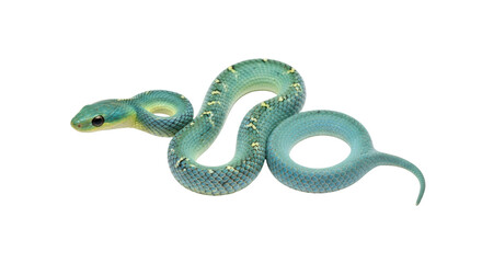 Isolated green tree viper, adult snake, coiled up and ready to strike, beautiful reptile