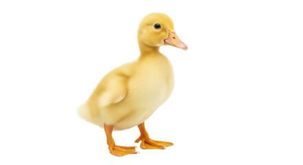 Isolated duckling stands staring to right side, yellow-orange bill, close up shot in studio