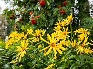 Bright yellow flowers bloom amidst vibrant red flora in a lush garden during springtime