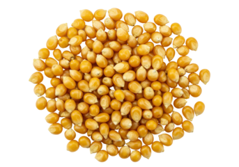 Isolated pile of dried yellow corn kernels ready for popping, viewed from directly above