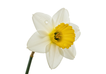 Isolated Narcissus, a symbol of rebirth and spring, with six elegant petals and a yellow cup