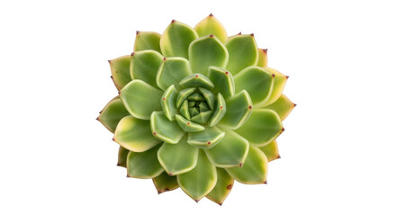 Isolated Echeveria succulent plant, rosette shape, popular home or house plant, green leaves