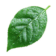 A vibrant green leaf with clear water droplets resting on its surface, highlighting the beauty of nature after rain.