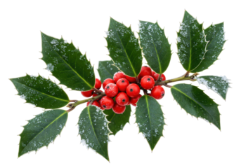 Isolated branch of holly with snow covered leaves and bright red berries, winter foliage