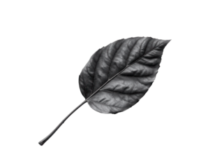 Black Leaf on Transparent background with Detailed Texture and Veins