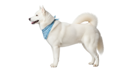 Isolated Alaskan Malamute in profile wearing a blue bandana, a noble and loyal companion