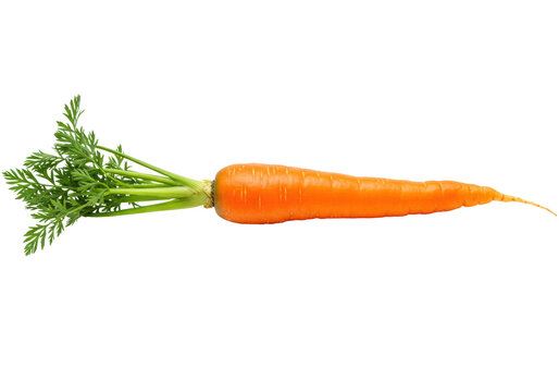 Isolated orange carrot with green leaves, single vegetable food photography, natural light