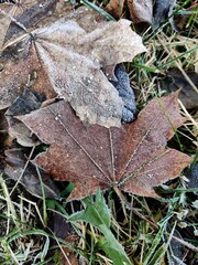 Closeup of Frost-Covered Autumn Leaf – Change of Seasons Concept