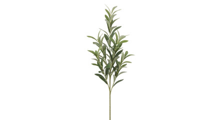 Isolated sprig of green leaves, sprig with multiple green leaves, green stem, decorative element
