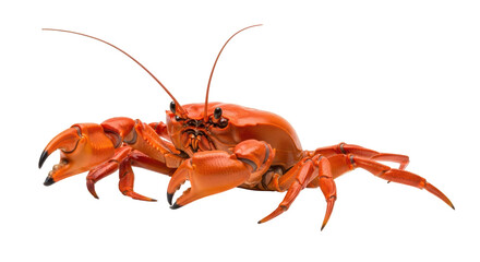 Isolated red crab on display, a crustacean with claws and a hard shell, standing still
