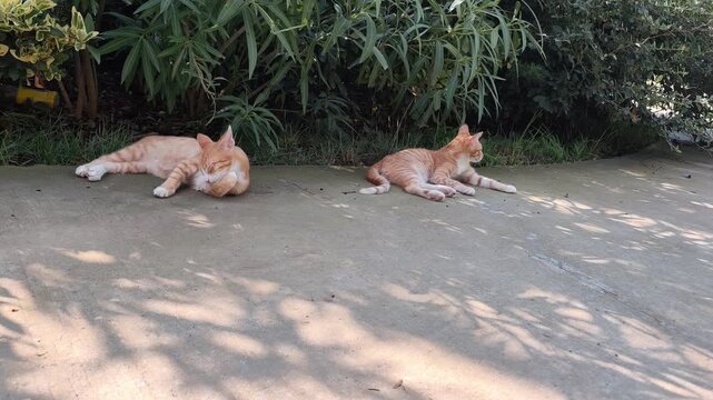two red steet cats are washing