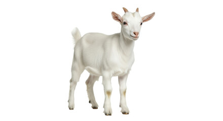 Isolated young goat with short horns standing looking at the camera confidently