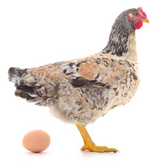 Laying hen with egg isolated on white background
