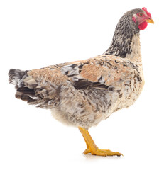 Speckled laying hen isolated on white background