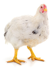 White broiler chicken isolated on white background